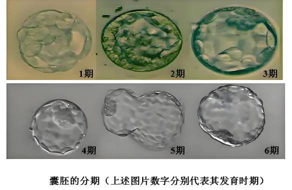 <b>详解胚胎质量等级划分：4AA和5AA囊胚哪个更好？</b>