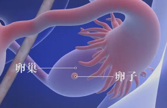 <b>AMH值评估卵巢功能：AMH＜1，做试管成功率高吗？</b>