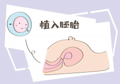 胚胎养囊的5天计算：是否从取出卵子的当天就开始算起呢？