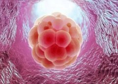 优秀胚胎移植成功率解析：多因素共同决定结果