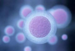 第三代试管胚胎筛查指南：3个囊胚是否满足需求？