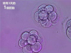 试管知识：胚胎培养要多长时间？什么时候能有结果？