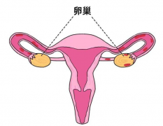 得了卵巢粘连别灰心，试管能让你怀孕生孩子！