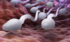 哪些方法能加速精子液化？精子不液化的影响有哪些？