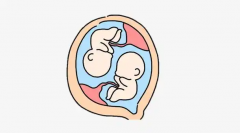 活珠子大揭秘：营养满满还是风险重重？功效与作用、潜在危害一次说