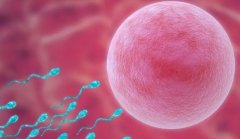 精子抗体7检测，备孕路上必知的秘密！哪些蔬菜能助力好孕？