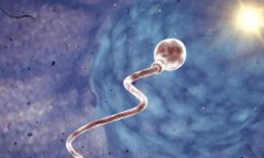 精子报告解读秘籍：碎片与形态分析轻松懂！