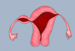 双子宫女性必看！子宫发育异常可以做试管吗？