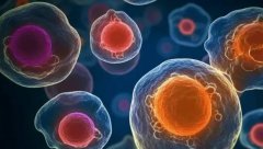 石家庄哪些私立机构能做试管？单角子宫生育成功率如何？