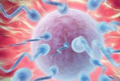精子在子宫存活率过高？这里有降低方法！