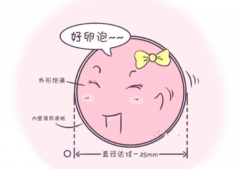 备孕必看：如何判断你的卵泡是“优等生”?卵泡质量自我评估指南