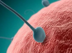 肇庆试管婴儿费用多少钱：具体费用构成明细