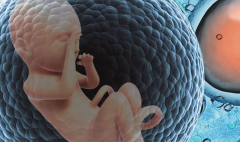 供精做试管婴儿一般几次成功？