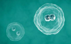 广州市第一医院未婚试管成功率真实数据是多少