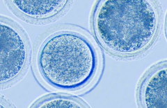 重庆市试管婴儿包成功医院是不是骗人的？