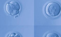 2026石家庄试管婴儿费用大公开！这8大项目提前了解