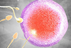石家庄市做三代试管花多少钱？费用明细和成功率全面讲解