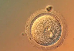 武汉三代试管助孕多少钱？详细费用清单