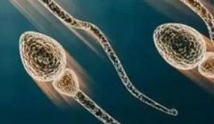 邯郸地区2026年试管婴儿全流程费用价目详表及各阶段明细解析