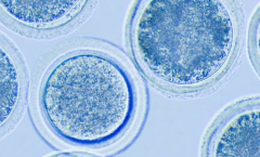 2026年济南市三代试管婴儿费用偏高，但成功率高使每一分钱都值得