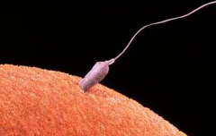 2026年河北省石家庄市三代试管婴儿收费贵吗？成功费用涵盖五个部分