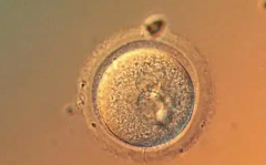 陕西三代试管婴儿助孕全程费用大致多少？附试管收费项目明细