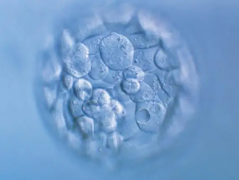 单身人士能在内蒙古人民医院做第三代试管婴儿吗？成功率怎么样？