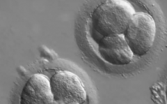 湖北省武汉第三代试管婴儿助孕费用明细一览表，附各项目具体花费明