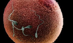 2026年湖北三代试管助孕价格表出炉，费用明细看这里