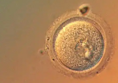 马来西亚私立医院试管婴儿包成功承诺可信吗？业内人士透露真相