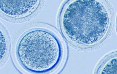 天津市第三代试管费用大约多少，真实收费价格表