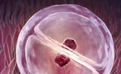 广东省人民医院试管攻略：无结婚证可行吗？费用与成功率解析