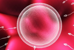 2026年美国三代试管婴儿费用偏高，但成功率高使每一分钱都值得