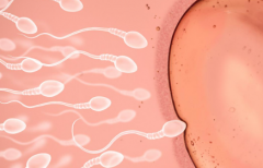 2026年单身女性在内蒙古妇幼做试管婴儿总费用是多少