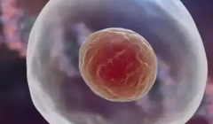 上海三代试管婴儿助孕费用明细，上海做试管收费指南