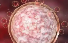 2026年华中科技大学同济医学院附属协和医院单身试管成功率及费用明细