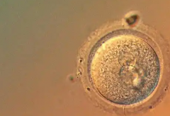 2026西安市三代试管助孕费用出炉，这份价格表可供参考