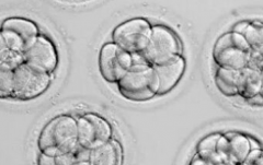 2026年单身女性可以在内蒙古自治区人民医院做试管婴儿吗？详细流程公