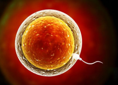 南阳市第一人民医院未婚试管成功率真实数据是多少