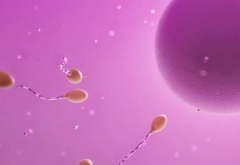 成都美美医院能接受单身女性做试管助孕吗？