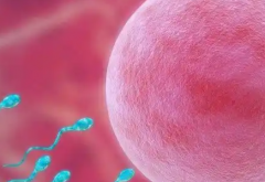 2026年单身人士能不能在菏泽市中医医院做试管助孕？步骤全解析