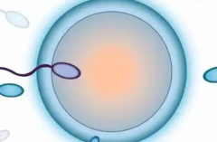 2026年河南中医药大学第三附属医院单身试管成功率及费用明细，真实经