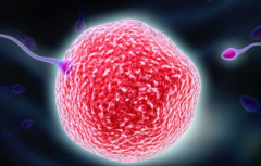 海外做三代试管助孕多少钱？2026年试管费用明细价目表