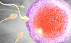 高成功率陷阱？马来西亚试管包成套餐避坑指南