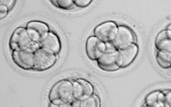 贵阳市私立医院做试管婴儿承诺包成功靠谱吗？是不是夸大宣传？