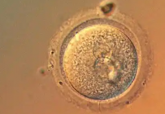 2026年未婚单身去衡水市生殖妇产医院做试管费用多少？附详细费用明细