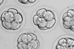 2026沈阳三代试管包成功避坑指南：流程步骤+关键细节一次性说清