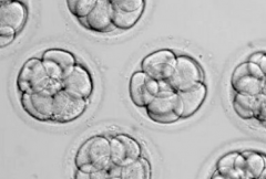 2026年国内三代试管婴儿包成功真相：操作步骤与避坑指南