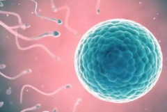 深圳做试管婴儿包成功需要的条件有哪些？