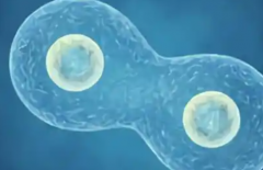 警惕虚假宣传！2026石家庄三代试管婴儿包成功？附真实流程